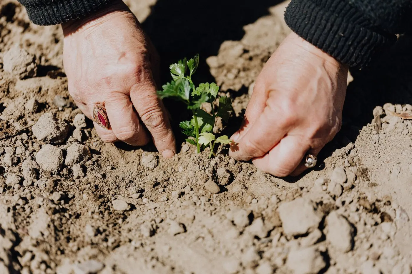 Handen planten een kruid in losse grond